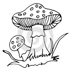 Fairytale mushroom, fly agaric. Vector hand drawn doodle. Separate on a white background