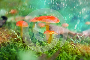 Fairytale Mushrooms: Orange Toadstools on a Green Background. Fantasy Concept.