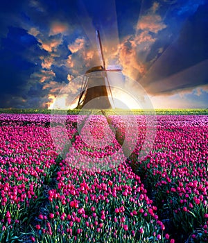 Fairytale mystical stunning magical spring landscape with tulip half a mile on the background of a cloudy sky at sunrise in
