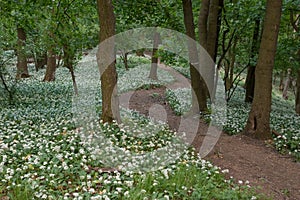 Hiking trail in the spring forest
