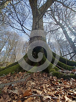 fairytale view of the big tree with roots covered with moss