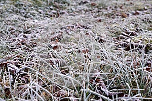 fairytale winter, frost on the grass, hoarfrost on the grassy ground