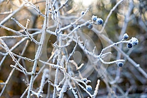 fairytale winter, hoarfrost on branches, fairytale landscape branches, fairytale landscape