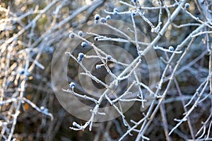 fairytale winter, hoarfrost on branches, fairytale landscape branches, fairytale landscape