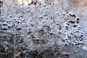 fairytale winter, hoarfrost on branches, fairytale landscape branches, fairytale landscape