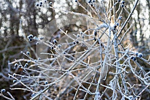 fairytale winter, hoarfrost on branches, frosty morning, fairytale landscape