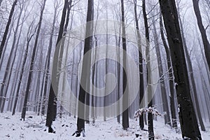 Fairytale winter nature with creeping fog, which gradually floods every tree in the forest. Oak forest in the fog. A mournful,