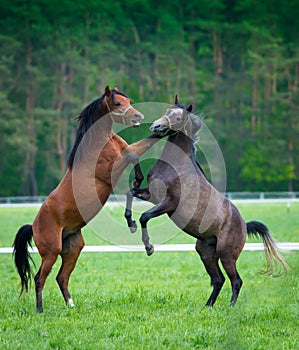 Faith of two Arabian horses