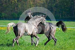 Faith of two arabians stallions