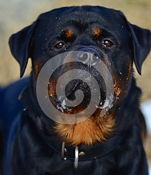 Faithful adult Rottweiler dog