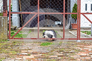 Faithful dog behind the gate waiting for owner