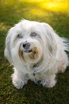 Faithful dog eyes