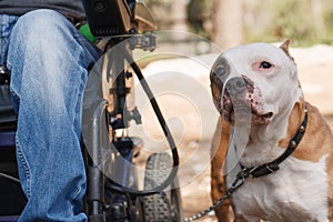 Faithful dog with his owner. photo