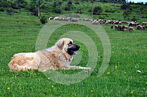 Faithful keeper of the herd - Sharmountain dog