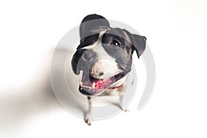 Faithful and likable black-and-white pure breed dog looking aside with opened muzzle over white background.