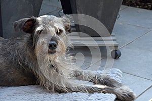 Faithful looking  mixed breed schnauzer dog