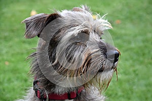 Faithful looking  mixed breed schnauzer dog