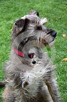 Faithful looking  mixed breed schnauzer dog