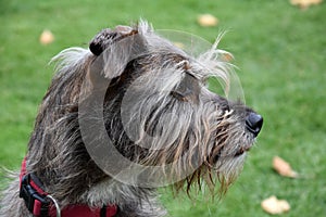 Faithful looking  mixed breed schnauzer dog