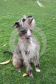 Faithful looking  mixed breed schnauzer dog