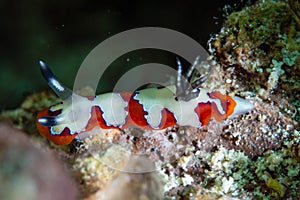 Faithful Sea Slug Goniobranchus fidelis photo