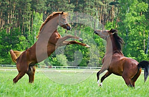 Faithing Arabian horses