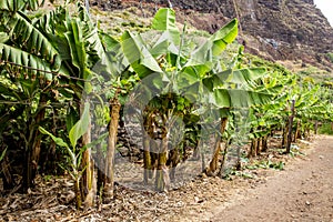 FajÃÂ£ dos Padres  Faja dos Padres in Madeira island, Portugal photo