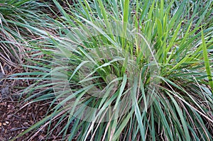 Fakahatchee Grass, Tripsacum dactyloides