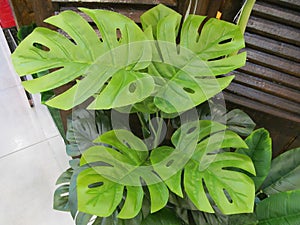 Fake artificial tropical light green palm tree leaves for decoration on display