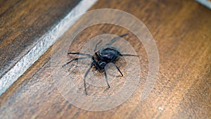 fake black widow spider