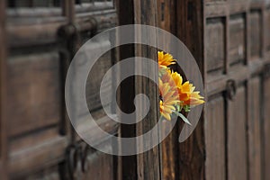 Fake flower lengthen from the wooden gate