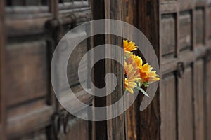 Fake flower lengthen from the wooden gate photo