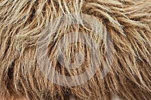 Brown fake fur close-up wit hairs