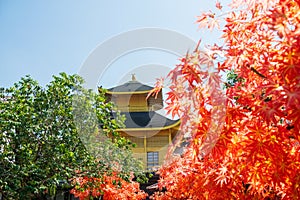 Fake Golden pavillion of Kinkakuji temple with red maple leaf