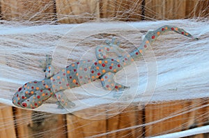 Fake Halloween Tokay Gecko decoration trapped on spider web