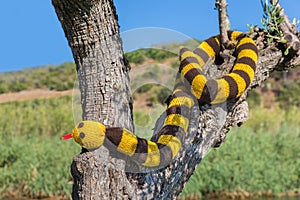 Fake knitted snake hangs in tree trunk