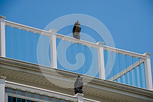 Fake owls used to deter seagulls at a resort building photo
