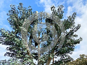 fake satellite mobile cell artificial tree tower network telecom communication