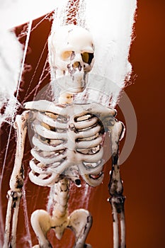 A fake skeleton in the spider`s web on an orange background. Halloween decoration, scary theme