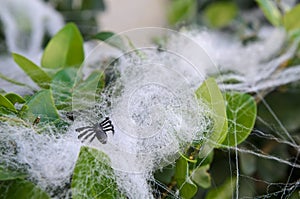 Fake small Halloween spider decoration on bush with web