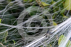 Fake small Halloween spider decoration on bush with web