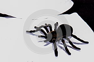 Fake Spider On White Clothing