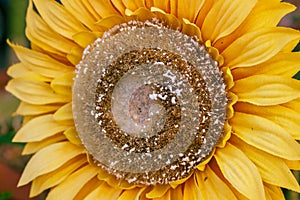 Fake sunflowers head like a nature. Designe elements. Macro.