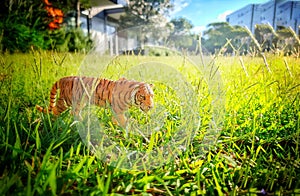 Fake Tiger walk in the city on the grass