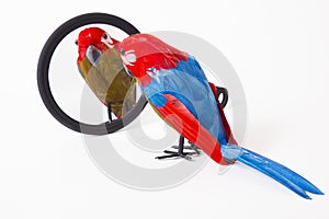 Toy parrot looking into a mirror