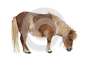 Falabella, Falabella Miniature Horse, Falabella Pony, Argentine Dwarf, Miniature Horse, Toy Horse