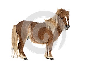 Falabella, Falabella Miniature Horse, Falabella Pony, Argentine Dwarf, Miniature Horse, Toy Horse