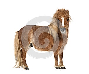 Falabella, Falabella Miniature Horse, Falabella Pony, Argentine Dwarf, Miniature Horse, Toy Horse