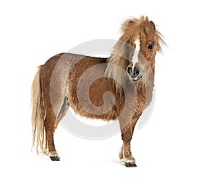 Falabella, Falabella Miniature Horse, Falabella Pony, Argentine Dwarf, Miniature Horse, Toy Horse,