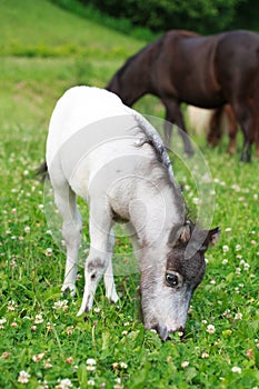 Falabella Foal mini horse grazing on a green meadow, selective f